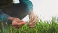 farmer hand. man farmer a working in the field inspects the crop wheat germ eco natural a farming. business agriculture Royalty Free Stock Photo