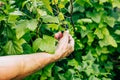 Farmer hand picking currant from bush closeup Royalty Free Stock Photo