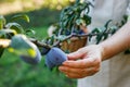 Farmer hand picking fresh ripe plums from fruit tree Royalty Free Stock Photo