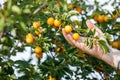 Farmer hand picking ripe yellow mirabelle plum Royalty Free Stock Photo