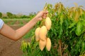 Farmer hand picking and show golden ripe yellow mango fruit in organic farm. Barracuda Mango