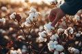 Farmer hand picking white boll of cotton. Cotton farm. Field of cotton plants. Sustainable and eco-friendly practice on a cotton