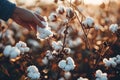 Farmer hand picking white boll of cotton. Cotton farm. Field of cotton plants. Sustainable and eco-friendly practice on a cotton