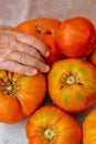 Farmer is hand placing fresh tomatoes with water droplets on table Royalty Free Stock Photo