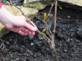 Farmer Hand Planting Small Grape Plant in the Garden Ground.