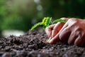 Farmer hand planting sprout tamarind tree in fertile soil Royalty Free Stock Photo