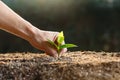 Farmer hand planting young sprout in fertile soil Royalty Free Stock Photo