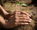 Farmer hand planting young tree on back soil as care and save wold concept. Royalty Free Stock Photo