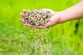 Farmer hand pouring plant chemical fertilizer Royalty Free Stock Photo