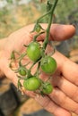 A farmer hand showing cherry tomatoes Royalty Free Stock Photo