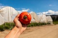 Farmer`s hand holding a ripe red tomato