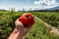 Farmer`s hand holding a ripe red tomato