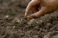 Farmer hand sowing a seed of pumpkin on soil Royalty Free Stock Photo