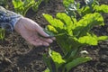 Farmer hand in sugar beet field. Royalty Free Stock Photo