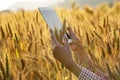 Young Asian agronomist standing in Beauty golden ripe wheat field in sunset. Using digital tablet. Modern internet communication Royalty Free Stock Photo