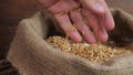 Farmer hand touches wheat grains in bindle bag sack