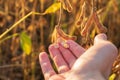 Farmer hand touching ripe soybeans in field. Soy pods close-up. Soybean harvest Royalty Free Stock Photo