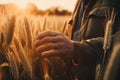 Farmer hand touching ripening yellow wheat ears in a field at sunrise, Generative AI Royalty Free Stock Photo