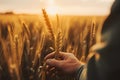 Farmer hand touching ripening yellow wheat ears in a field at sunrise, Generative AI Royalty Free Stock Photo