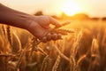 Farmer hand touching wheat spikelets on field at sunset, closeup, hand of worker man taking wheat spikes at sunset close up, AI