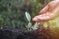 Farmer hand watering a young plant, in the hands of trees growing seedlings. bokeh green background female hand holding tree on Royalty Free Stock Photo