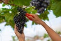 Farmer hand woman picking grape during wine harvest Royalty Free Stock Photo