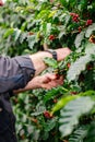 Farmer handpicking ripe arabica and robusta coffee berries in the agricultural field