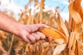 Farmer handpicking ripe dent corn in field Royalty Free Stock Photo