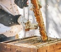 Farmer hands, beekeeper brush or honey box harvesting on sustainability agriculture land, countryside farm or healthy