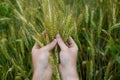 Farmer hands clutching wheat ears close-up, two hands hugging ripe ears