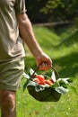 Farmer hands collecting cutting tomato Royalty Free Stock Photo