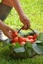 Farmer hands collecting cutting tomato Royalty Free Stock Photo