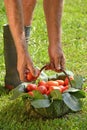 Farmer hands collecting cutting tomato Royalty Free Stock Photo