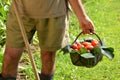 Farmer hands collecting cutting tomato Royalty Free Stock Photo