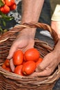 Farmer hands collecting tomato Royalty Free Stock Photo