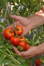Farmer hands collecting tomato Royalty Free Stock Photo