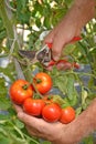 Farmer hands collecting tomato Royalty Free Stock Photo