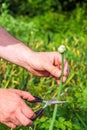 Farmer hands cut the flowering onion shoots with scissors in the garden. Summer bean plantation care for a large harvest Royalty Free Stock Photo