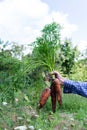 Farmer hands with a fresh organic bunch of carrot