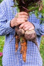 Farmer hands with a fresh organic bunch of carrot