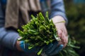 Farmer hands with freshly harvested green onion on the farm field. Selective focus. Shallow depth of field Royalty Free Stock Photo