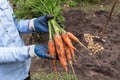 Farmer hands in gloves holding bunch of carrot in garden. Autumn harvest, organic vegetables Royalty Free Stock Photo