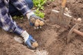 Farmer hands in gloves planting sprouts potatoes in soil ground in garden. Growing organic vegetables, agriculture Royalty Free Stock Photo