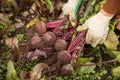 Farmer hands harvesting organic beetroot harvest in garden Royalty Free Stock Photo