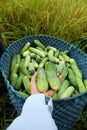 Farmer hands hold cucumbers just harvest