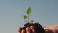 Farmer hands hold a green seedling in their palms against the sky. sweet pepper sapling close-up. environmentally Royalty Free Stock Photo