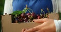 Farmer hands holding box with fresh orchard cherry at sunny modern plantation.