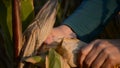 Farmer hands holding corn ear at autumn. Female check maize plant and peels corn cobs on harvest time
