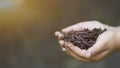 Farmer hands holding Fertile soil and earthworms Royalty Free Stock Photo