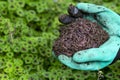 Farmer hands holding Fertile soil Royalty Free Stock Photo